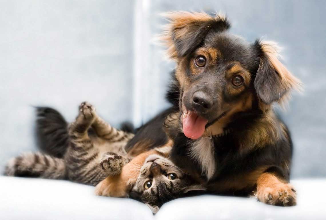¡Cuidar a Su Mascota Puede ser Fácil, Rápido y Económico!