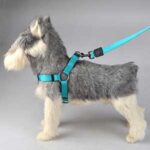 Accesorios para Perros