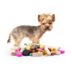 Medicamentos para perros